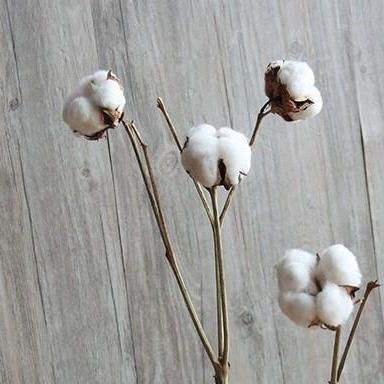 Cotton Stems